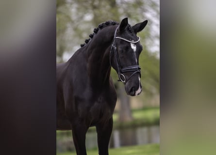 KWPN, Ruin, 3 Jaar, 170 cm, Zwart