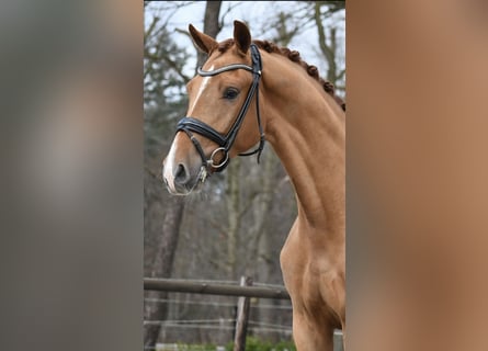 KWPN, Ruin, 3 Jaar, 171 cm, Vos