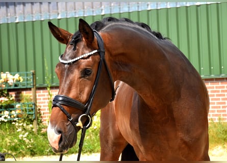 KWPN, Ruin, 3 Jaar, 172 cm, Donkerbruin