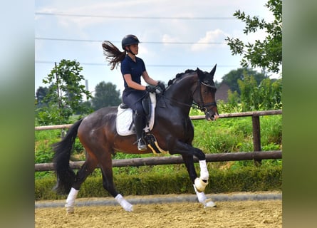 KWPN, Ruin, 3 Jaar, 172 cm