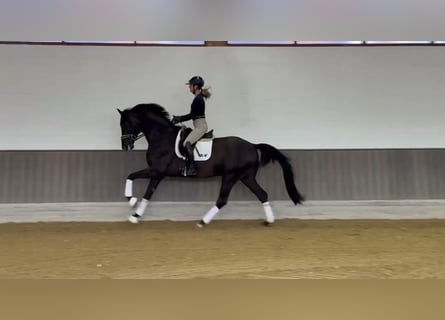 KWPN, Ruin, 3 Jaar, 173 cm, Zwart