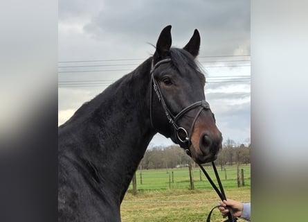 KWPN, Ruin, 3 Jaar, 175 cm, Zwartbruin