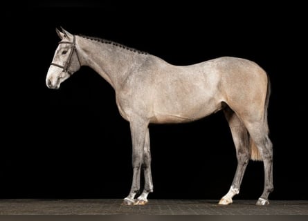 KWPN, Ruin, 3 Jaar, Schimmel