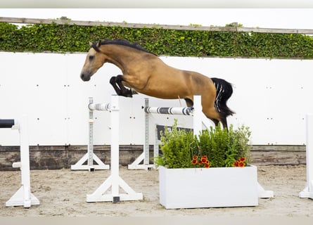 KWPN, Ruin, 4 Jaar, 144 cm