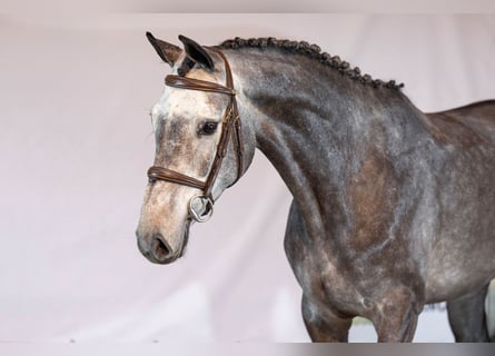 KWPN, Ruin, 4 Jaar, 160 cm, Schimmel