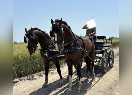 KWPN, Ruin, 4 Jaar, 163 cm, Roodbruin