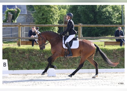 KWPN, Ruin, 4 Jaar, 164 cm, Bruin