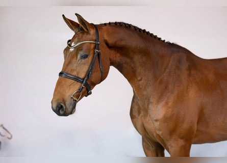 KWPN, Ruin, 4 Jaar, 164 cm, Bruin