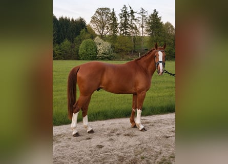 KWPN, Ruin, 4 Jaar, 164 cm, Vos