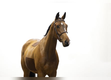 KWPN, Ruin, 4 Jaar, 165 cm, Bruin