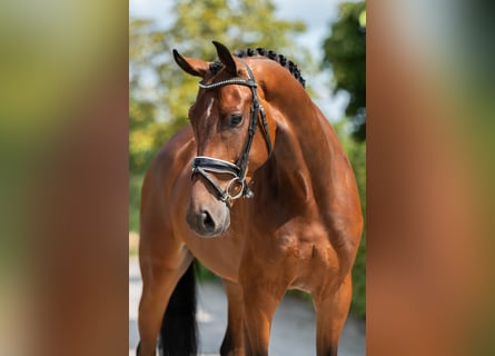 KWPN, Ruin, 4 Jaar, 165 cm, Roodbruin