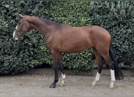 KWPN, Ruin, 4 Jaar, 167 cm, Bruin