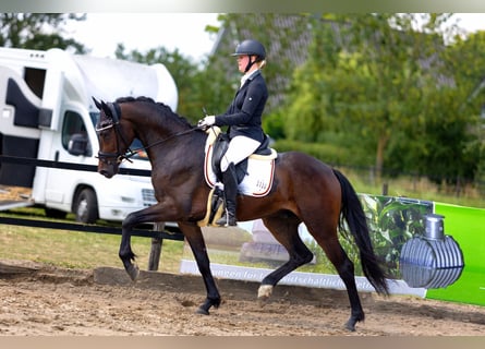 KWPN, Ruin, 4 Jaar, 167 cm, Donkerbruin
