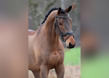 KWPN, Ruin, 4 Jaar, 168 cm, Bruin