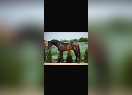 KWPN, Ruin, 4 Jaar, 168 cm, Donkerbruin