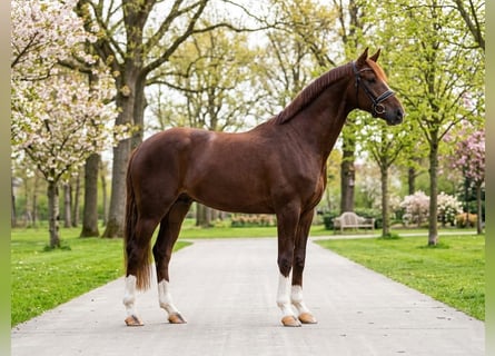 KWPN, Ruin, 4 Jaar, 168 cm, Donkere-vos