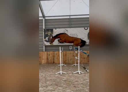 KWPN, Ruin, 4 Jaar, 168 cm, Roodbruin