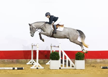 KWPN, Ruin, 4 Jaar, 168 cm, Schimmel