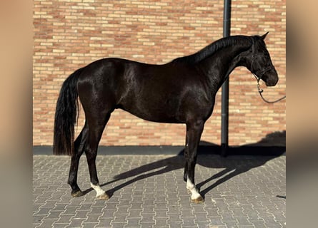 KWPN, Ruin, 4 Jaar, 168 cm, Zwart