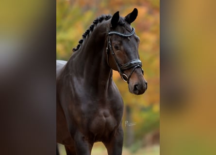 KWPN, Ruin, 4 Jaar, 169 cm, Donkerbruin KWPN, Ruin, 4 Jaar, 169 cm, Donkerbruin