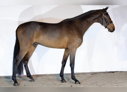 KWPN, Ruin, 4 Jaar, 169 cm, Donkerbruin