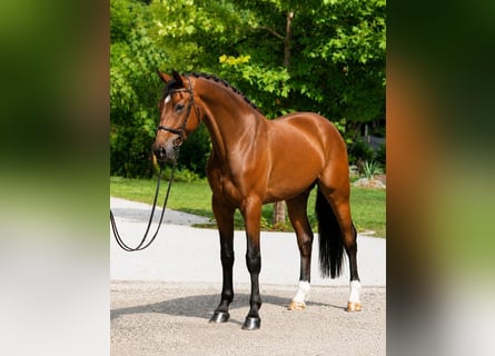 KWPN, Ruin, 4 Jaar, 170 cm, Bruin