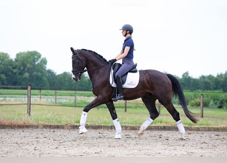 KWPN, Ruin, 4 Jaar, 170 cm, Zwart