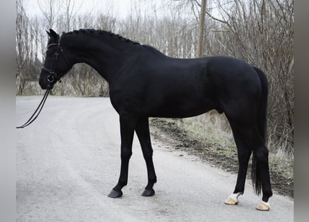 KWPN, Ruin, 4 Jaar, 171 cm, Zwart