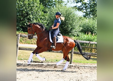 KWPN, Ruin, 4 Jaar, 172 cm, Bruin