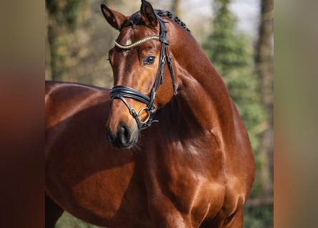 KWPN, Ruin, 4 Jaar, 173 cm, Bruin