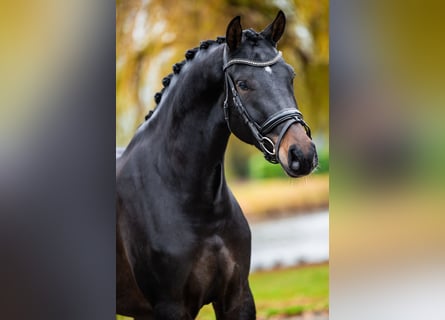 KWPN, Ruin, 4 Jaar, 173 cm, Donkerbruin