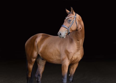 KWPN, Ruin, 4 Jaar, 173 cm, Roodbruin