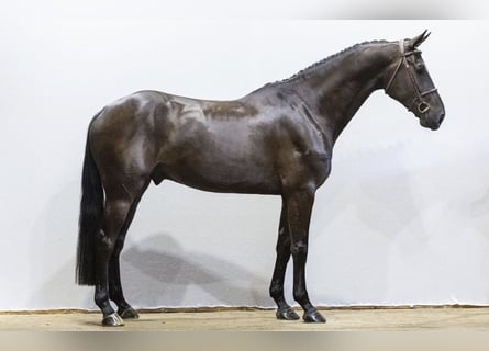 KWPN, Ruin, 4 Jaar, 174 cm, Zwartbruin