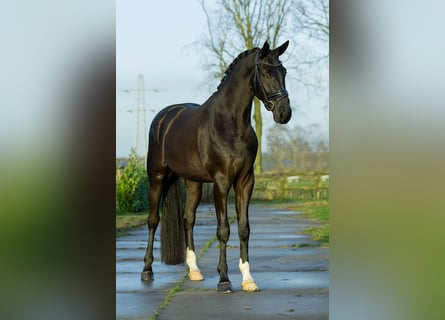 KWPN, Ruin, 4 Jaar, 175 cm, Zwart