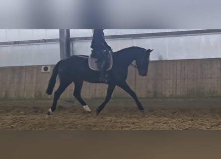 KWPN, Ruin, 4 Jaar, 175 cm, Zwartbruin