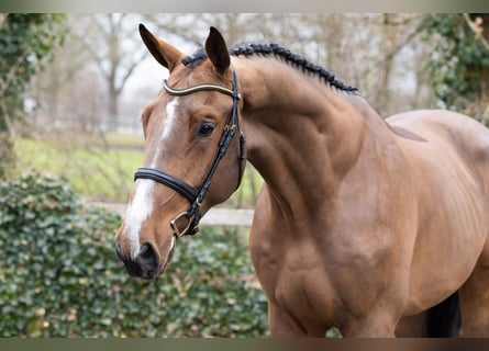 KWPN, Ruin, 4 Jaar, 179 cm