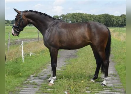 KWPN, Ruin, 5 Jaar, 161 cm, Donkerbruin