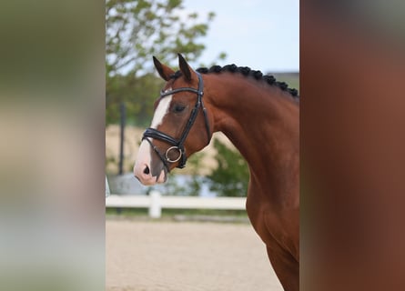 KWPN, Ruin, 5 Jaar, 164 cm, Donkerbruin