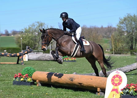 KWPN, Ruin, 5 Jaar, 165 cm, Bruin