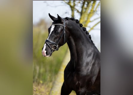 KWPN, Ruin, 5 Jaar, 166 cm, Zwart