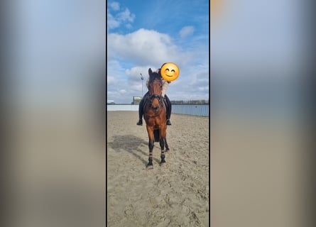 KWPN, Ruin, 5 Jaar, 167 cm, Bruin