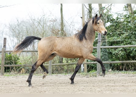 KWPN, Ruin, 5 Jaar, 167 cm, Buckskin