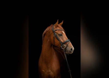 KWPN, Ruin, 5 Jaar, 167 cm, Donkere-vos