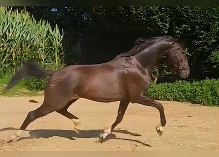 KWPN, Ruin, 5 Jaar, 167 cm, Zwartbruin