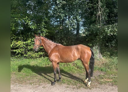 KWPN, Ruin, 5 Jaar, 168 cm, Bruin