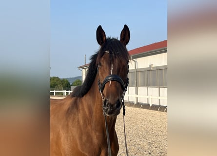KWPN, Ruin, 5 Jaar, 168 cm, Bruin