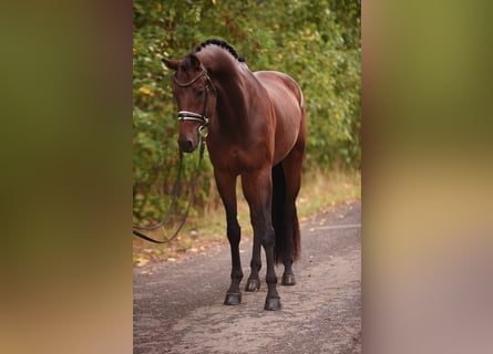 KWPN, Ruin, 5 Jaar, 168 cm, Donkerbruin