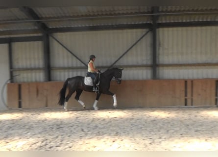 KWPN, Ruin, 5 Jaar, 169 cm, Zwart