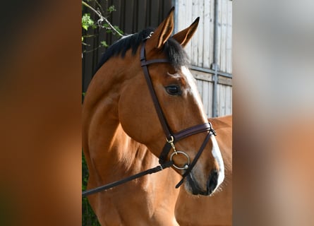 KWPN, Ruin, 5 Jaar, 170 cm, Bruin