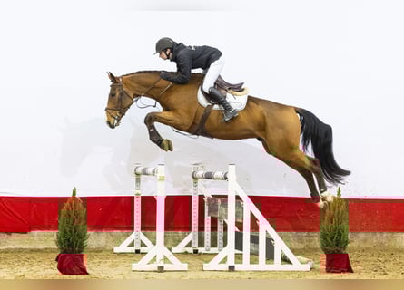 KWPN, Ruin, 5 Jaar, 170 cm, Bruin